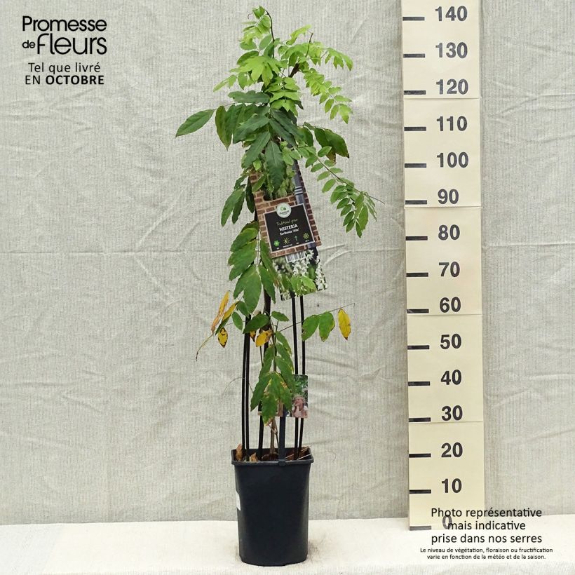 Exemplaar van Wisteria floribunda Alba - Blauweregen Pot van 3 l/4 l zoals geleverd in de herfst