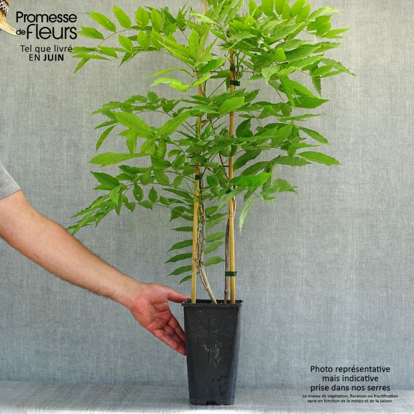 Exemplaar van Wisteria floribunda Honbeni - Blauweregen Pot van 2 l/3 l zoals geleverd in de zomer