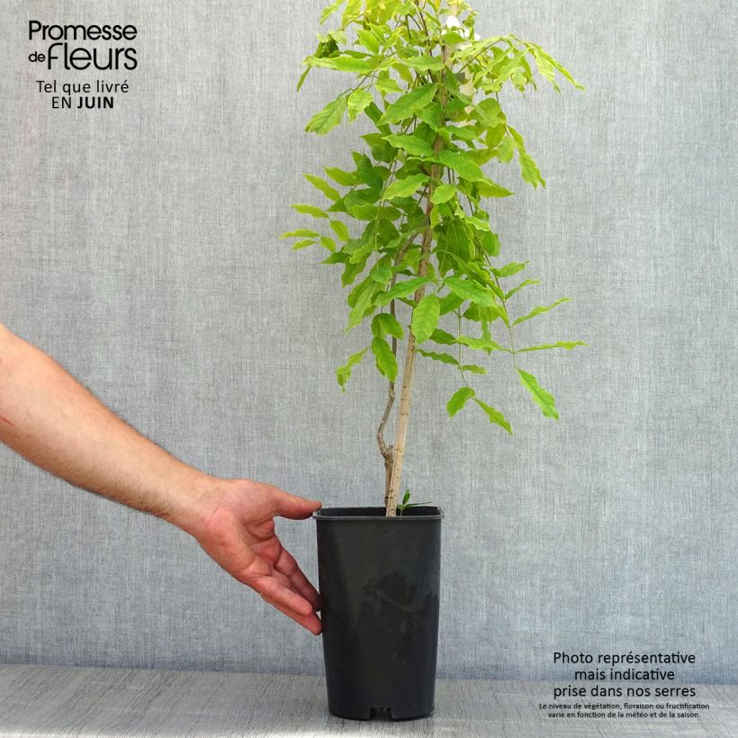 Exemplaar van Wisteria floribunda Macrobotrys - Blauweregen Pot van 2 l/3 l zoals geleverd in de lente
