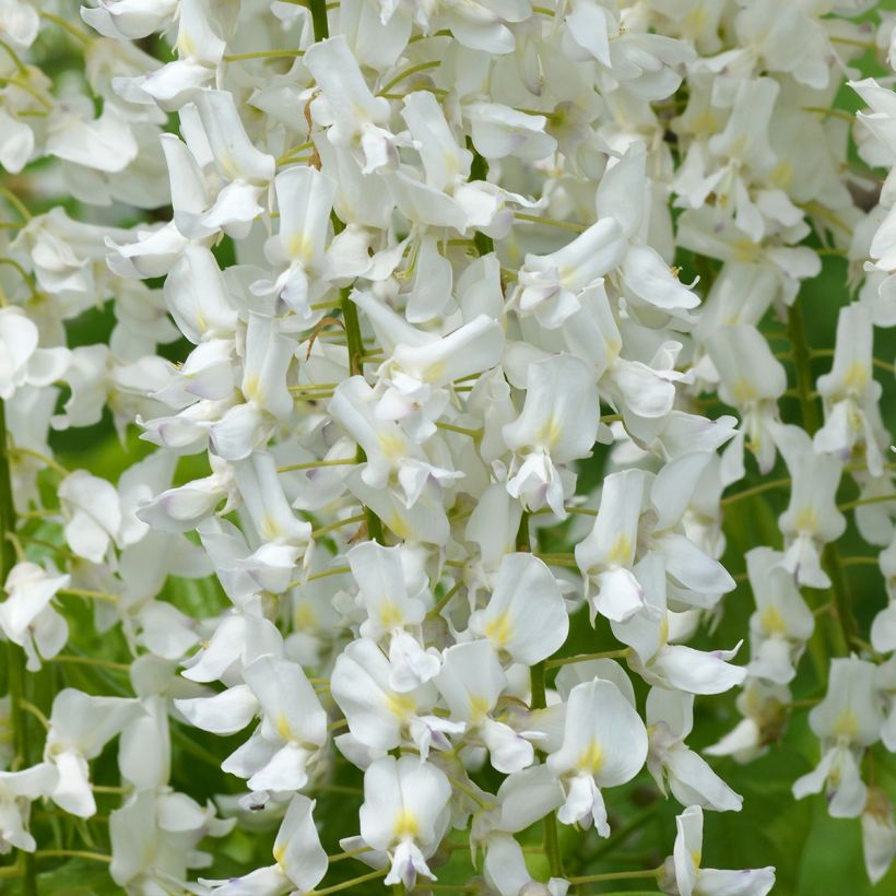 Wisteria floribunda Shiro-noda - Blauweregen (Bloei)