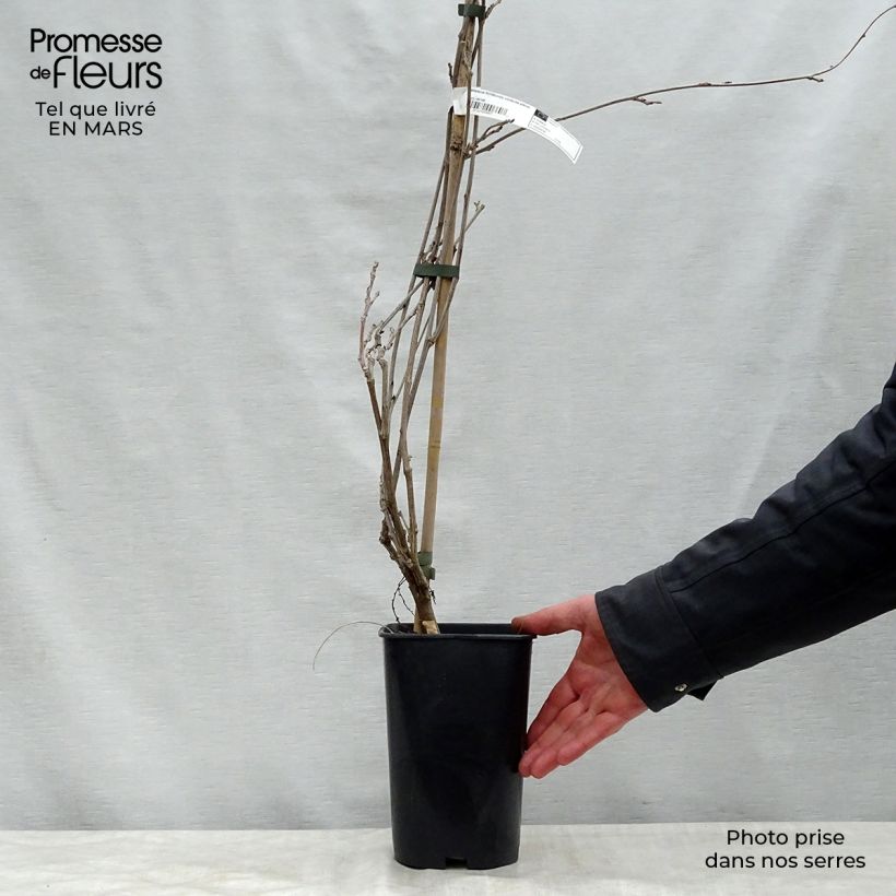 Exemplaar van Wisteria floribunda Violacea Plena - Blauweregen Pot van 2 l/3 l zoals geleverd in de lente