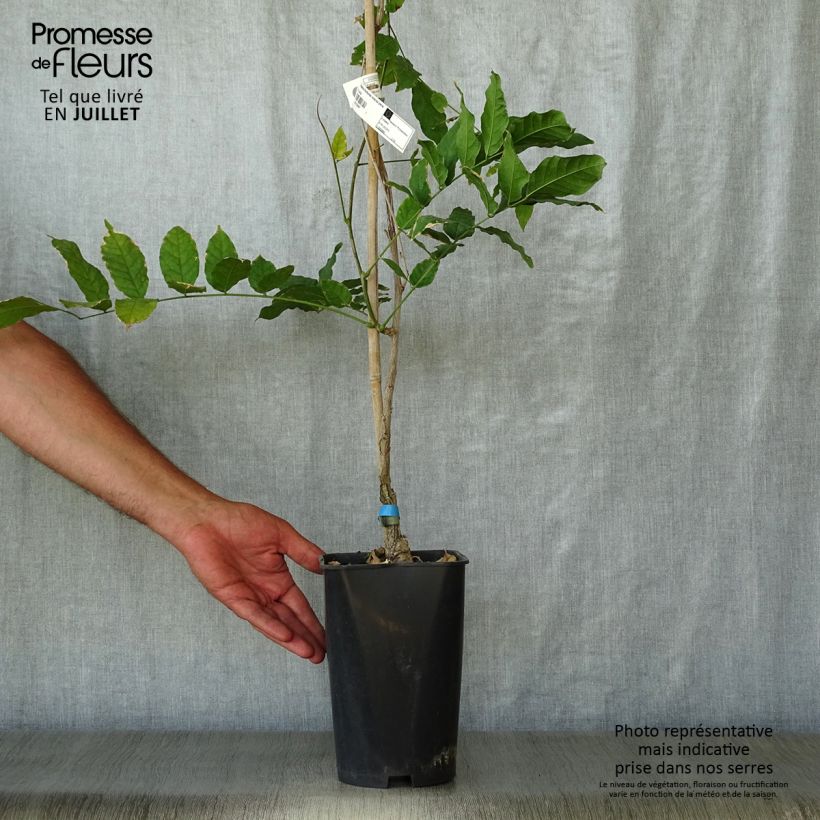 Exemplaar van Wisteria floribunda Violacea Plena - Blauweregen Pot van 2 l/3 l zoals geleverd in de zomer
