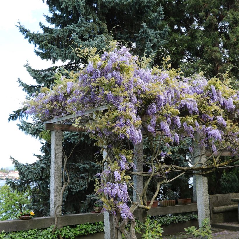Wisteria frutescens - Amerikaanse blauwe regen (Groeiplaats)