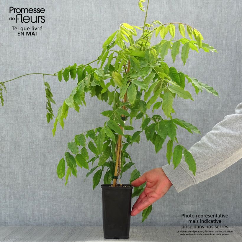 Exemplaar van Wisteria floribunda Lipstick - Blauweregen Pot van 1,5 l/2 l zoals geleverd in de lente