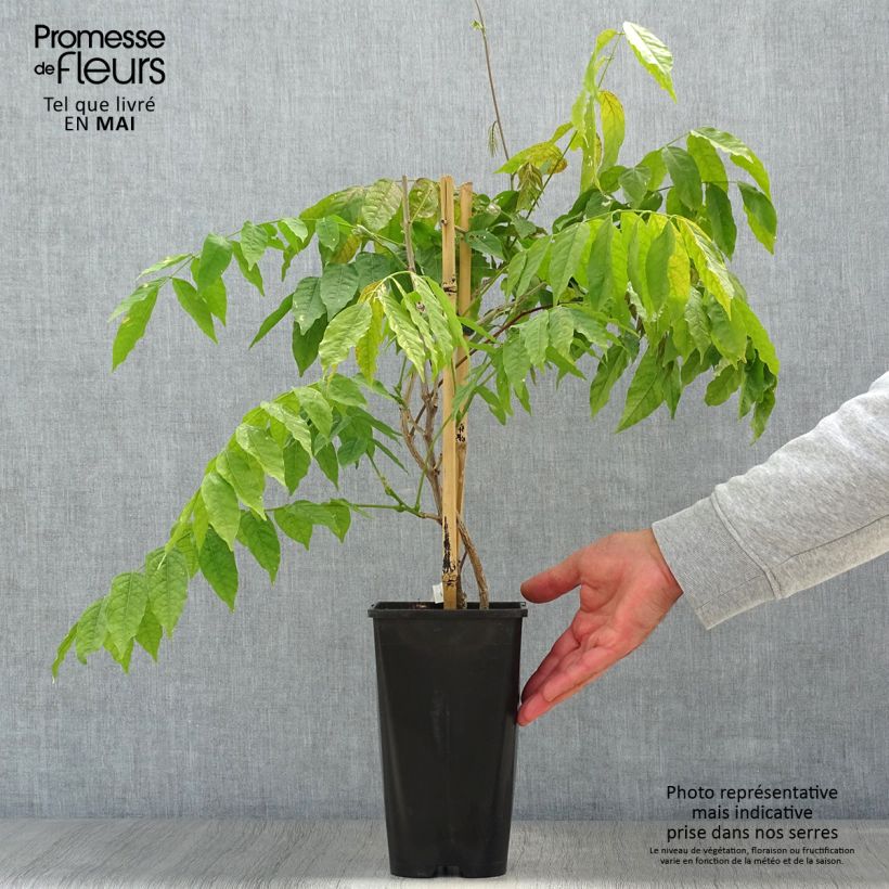 Exemplaar van Wisteria floribunda Lipstick - Blauweregen Pot van 3 l/4 l zoals geleverd in de lente