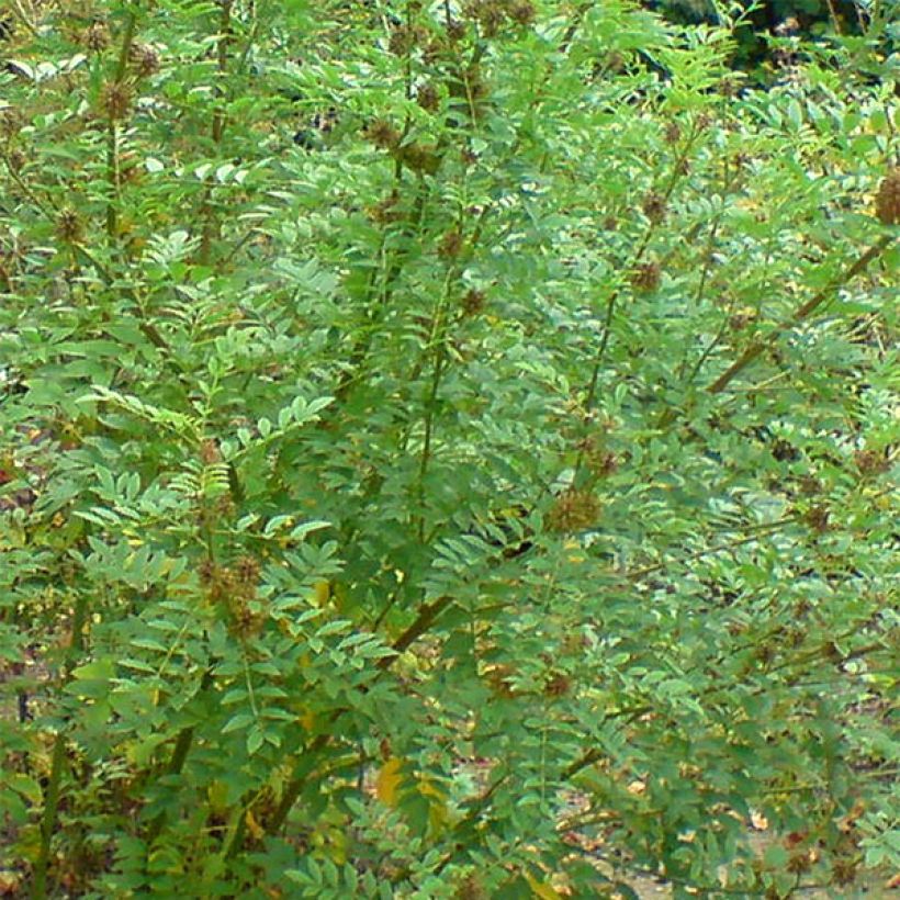 Glycyrrhiza glabra - Zoethout (Blad)