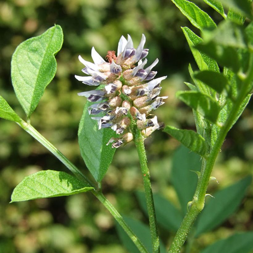 Glycyrrhiza glabra - Zoethout (Bloei)