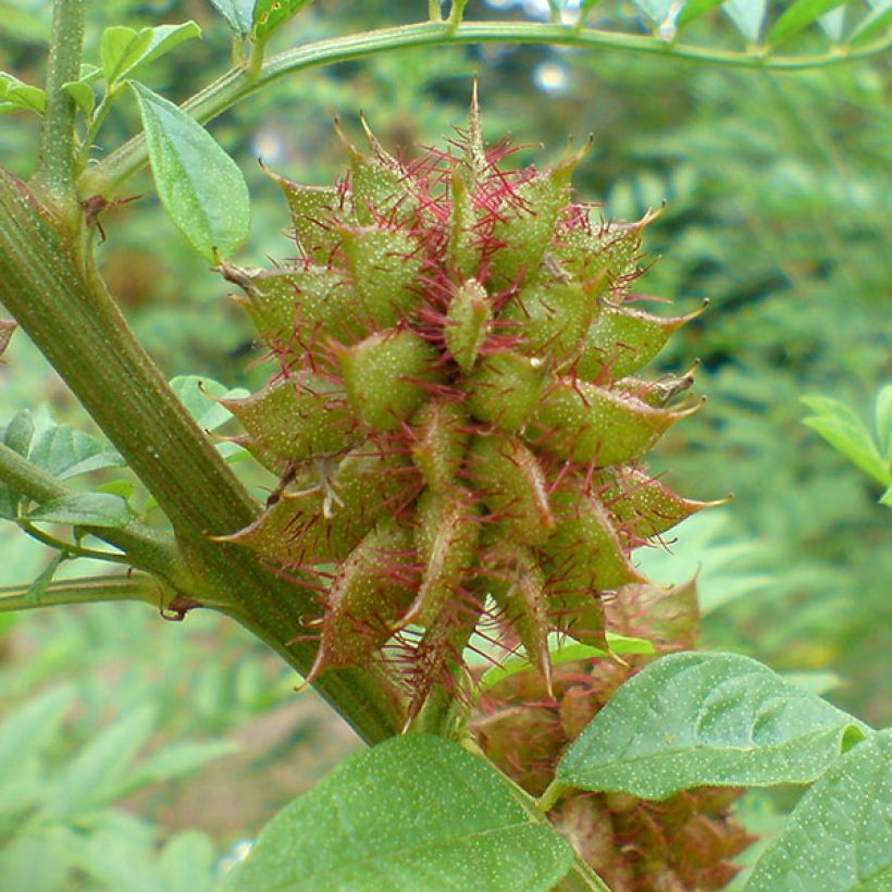 Glycyrrhiza glabra - Zoethout (Oogst)