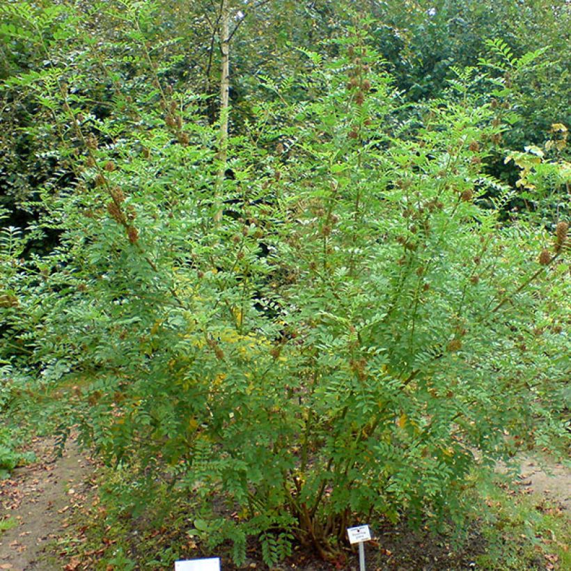 Glycyrrhiza glabra - Zoethout (Groeiplaats)