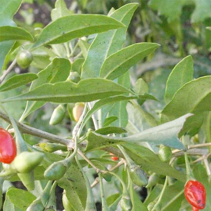 Gojibes Big Lifeberry (Foliage)