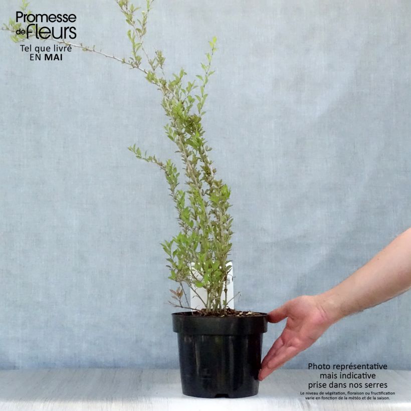 Example of Gojibes Big Lifeberry Pot van 1,5 l/2 l, Pol as you get in printemps