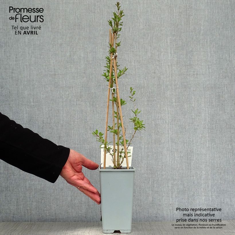 Example of Gojibes - Lycium barbarum Pot van 1,5 l/2 l, Struik as you get in printemps