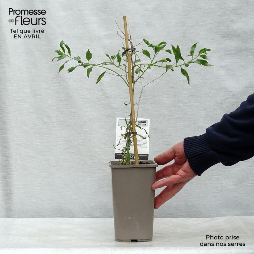 Exemplaar van Gojibes Princess Tao Pot van 1 l/1,5 l, Pol zoals geleverd in de lente