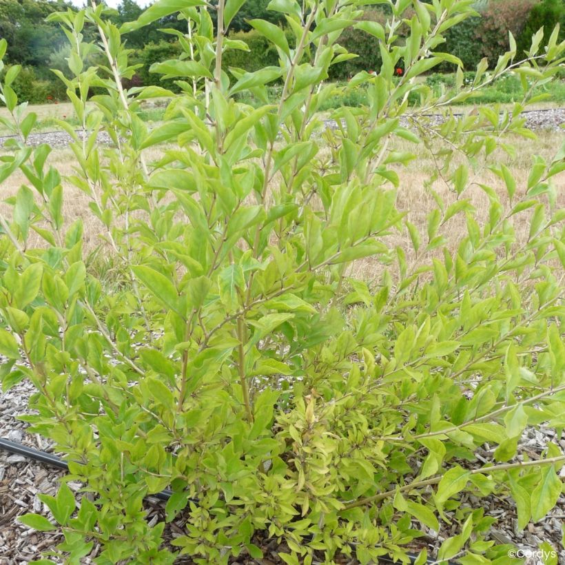 Gojibes Q1 (Groeiplaats)