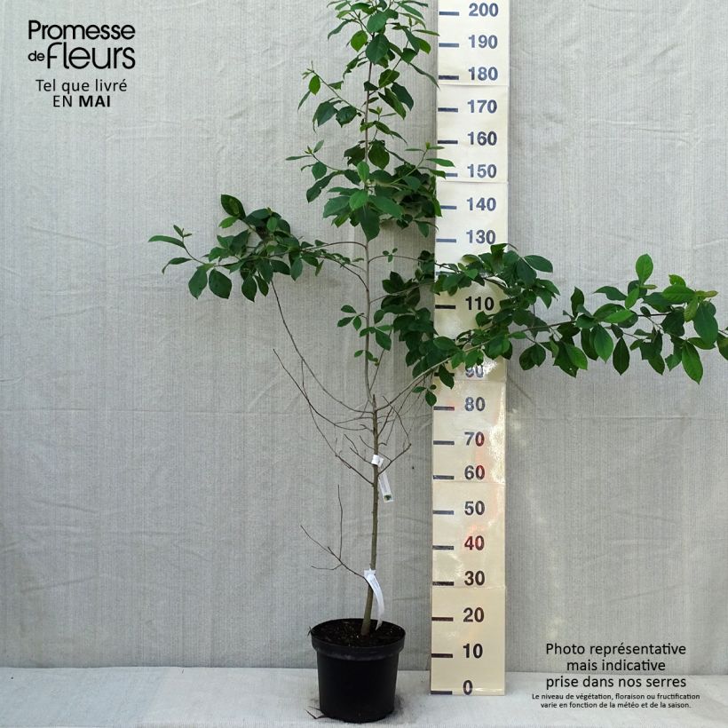 Example of Nyssa sylvatica - Zwarte tupeloboom Pot van 7,5 l/10 l as you get in printemps