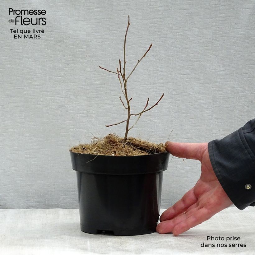 Example of Nyssa sylvatica - Zwarte tupeloboom Pot van 2 l/3 l as you get in printemps