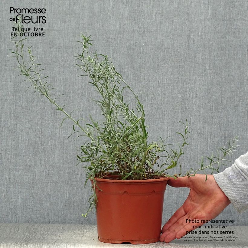 Exemplaar van Gomphostigma virgatum White Candy - Rivierster Pot van 2 l/3 l zoals geleverd in de herfst