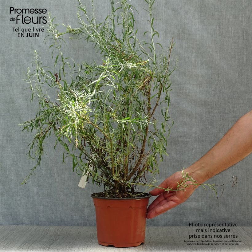 Exemplaar van Gomphostigma virgatum White Candy - Rivierster Pot van 2 l/3 l zoals geleverd in de zomer