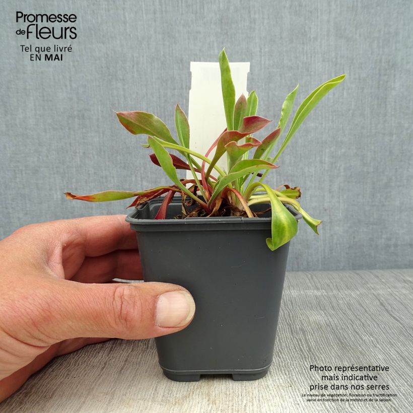 Exemplaar van Goniolimon collinum Kweekpotje van 8/9 cm zoals geleverd in de lente