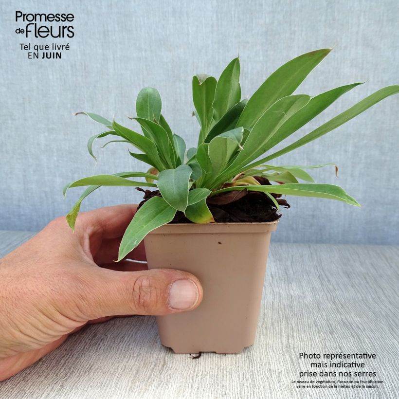 Exemplaar van Goniolimon tataricum - Kamstatice Kweekpotje van 8/9 cm zoals geleverd in de zomer