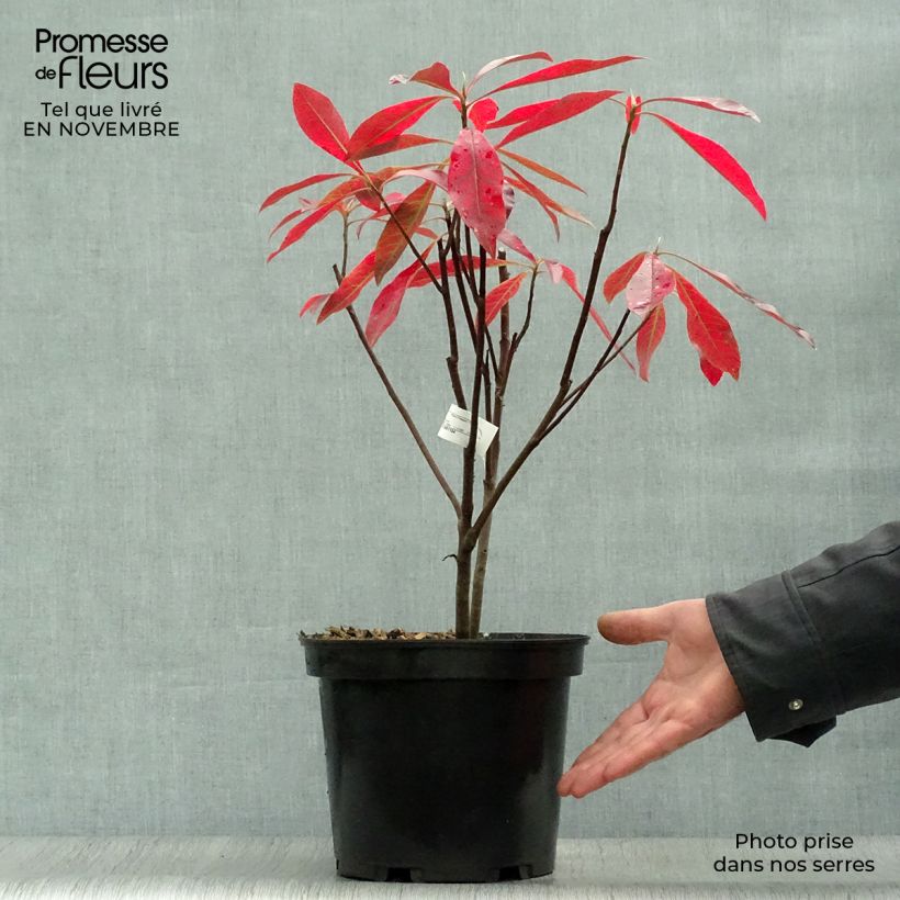 Exemplaar van Gordlinia grandiflora Pot van 3 l/4 l zoals geleverd in de herfst