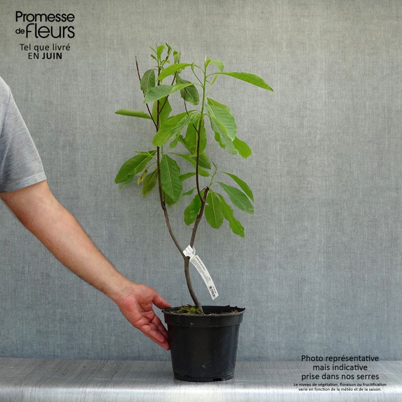 Exemplaar van Gordlinia grandiflora Pot van 3 l/4 l zoals geleverd in de zomer