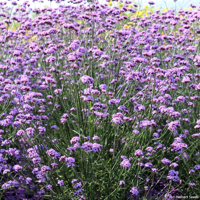 Verbena bonariensis Vanity (zaad) - Reuzenverbena (Groeiplaats)