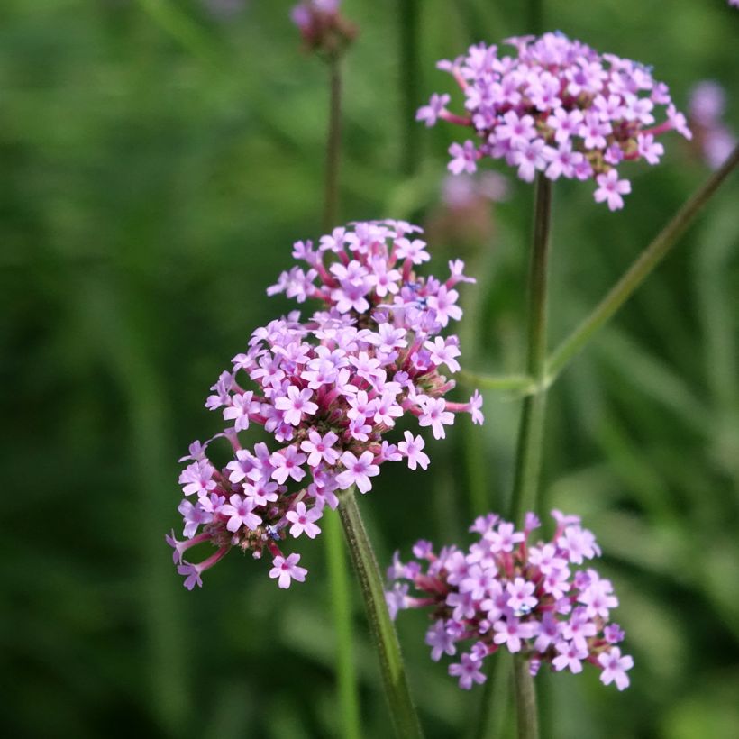 Verbena bonariensis Vanity (zaad) - Reuzenverbena (Bloei)