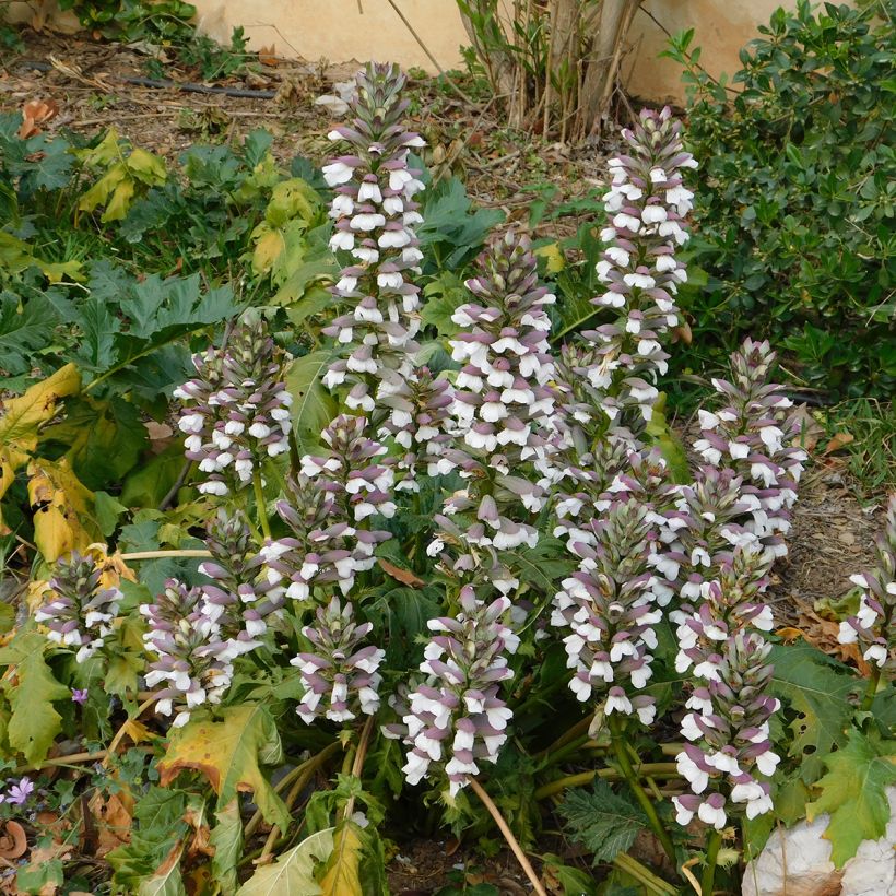 Acanthus mollis (zaad) - Berenklauw (Groeiplaats)