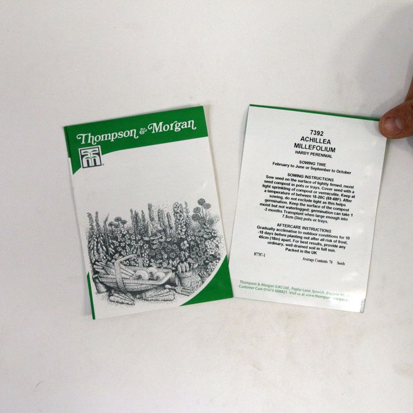 Voorbeeld van een exemplaar van Achillea millefolium Cassis Rood Kers (zaad) - Duizendblad het zakje met 5100 zaden (1g) zoals geleverd