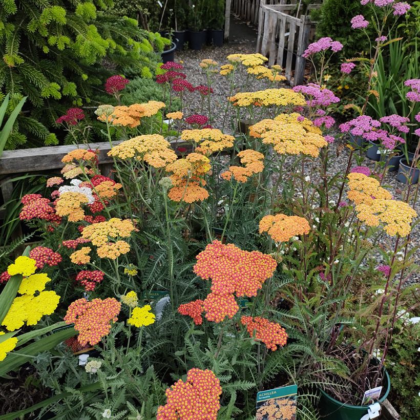 Achillea millefolium Summer Pastels F2 Mix (zaad) - Duizendblad (Groeiplaats)