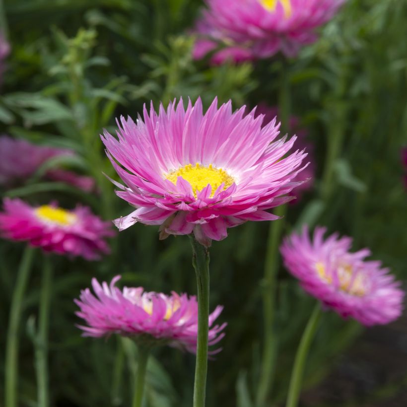 Rhodanthe chlorocephala subsp. rosea Goliath (zaad) - Zonnestrobloem (Bloei)