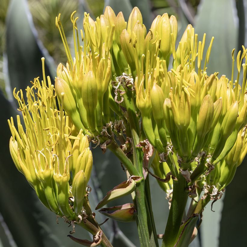 Agave salmiana (zaad) - Vetplant (Bloei)