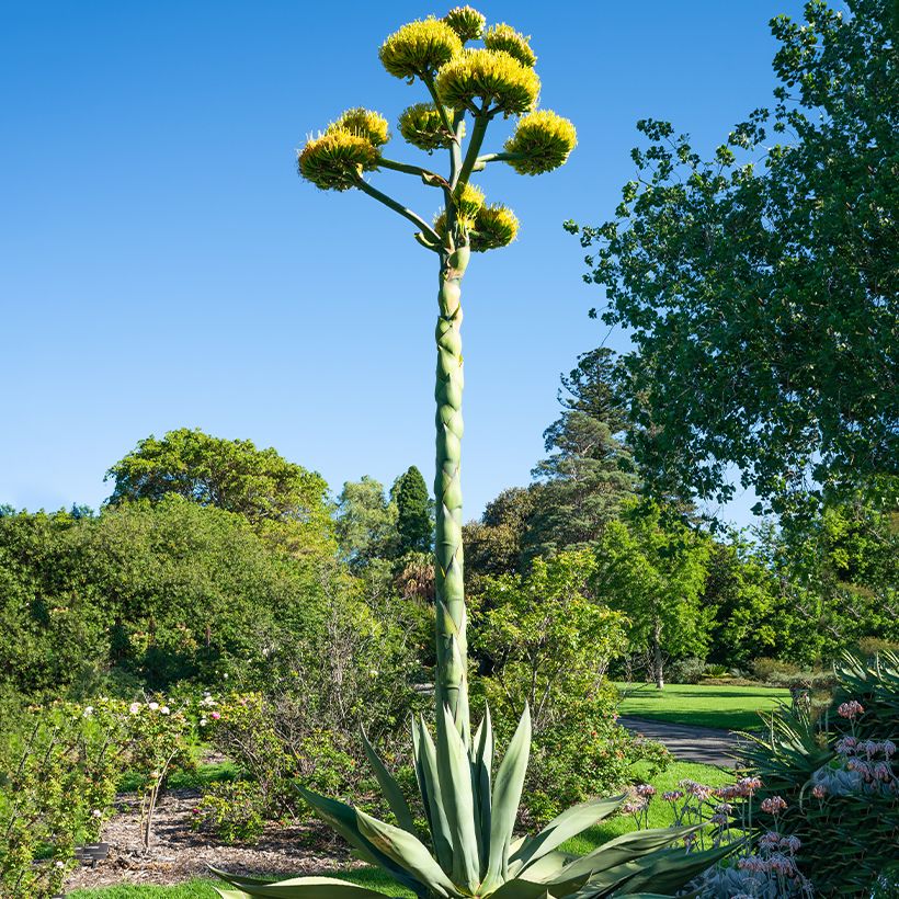 Agave salmiana (zaad) - Vetplant (Groeiplaats)