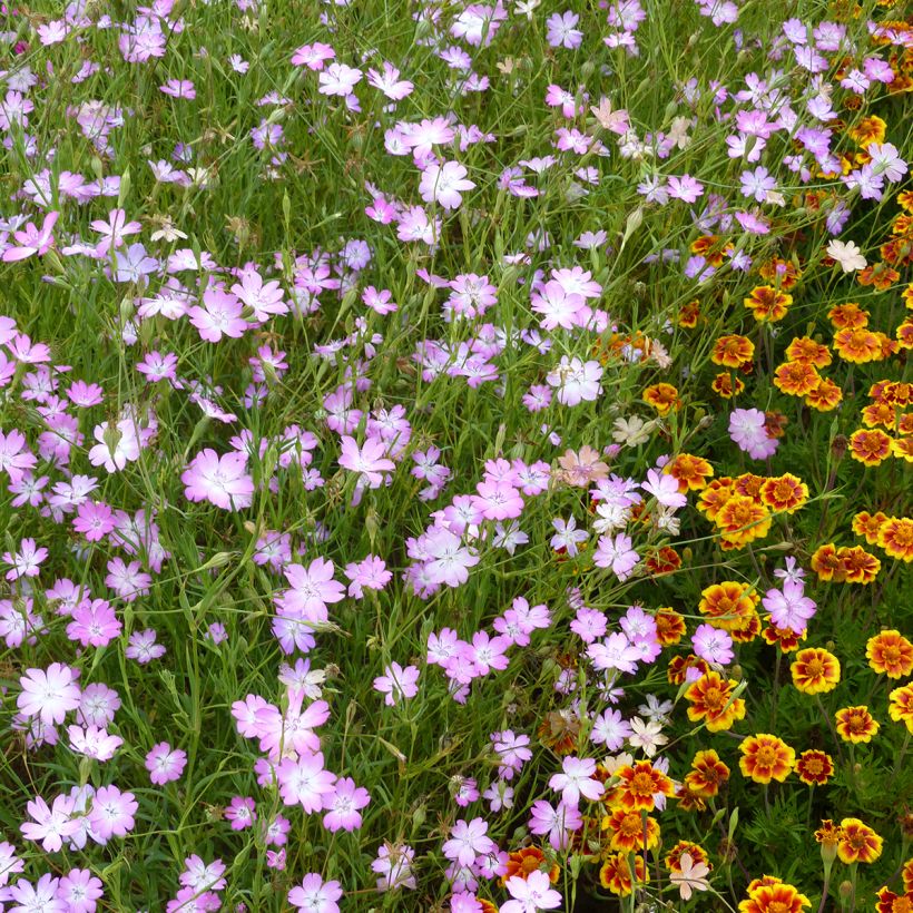 Agrostemma coeli-rosa (zaad) - Bolderik (Groeiplaats)