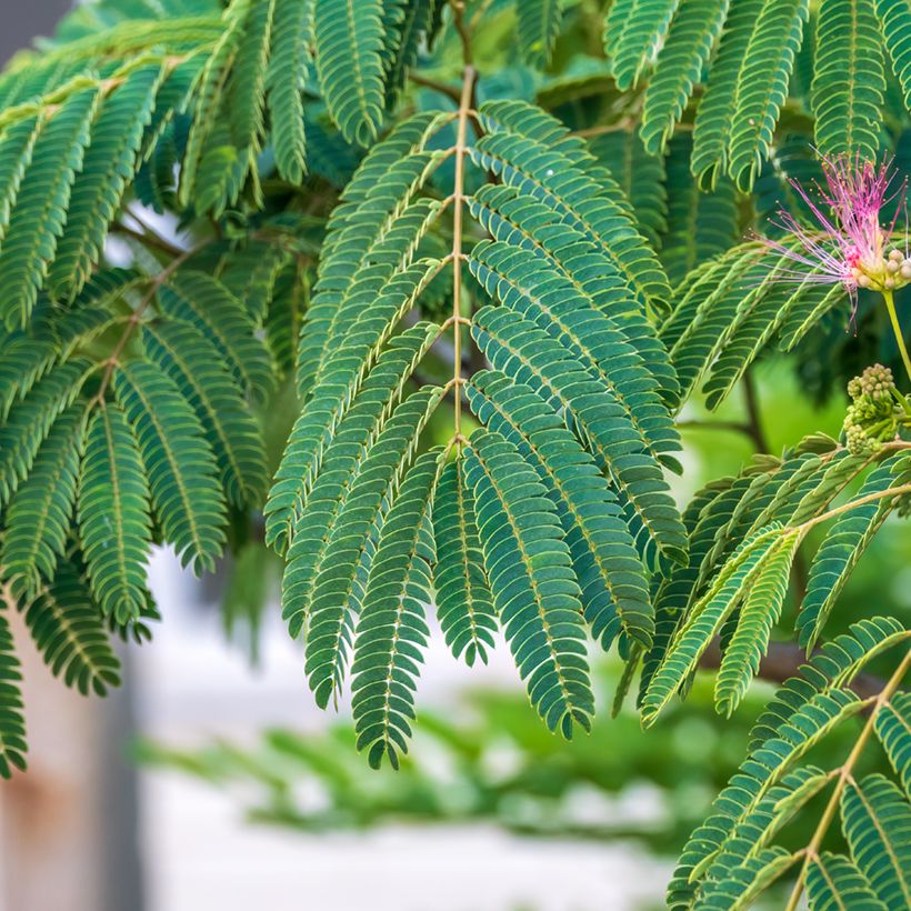Albizia julibrissin (zaad) - Perzische slaapboom (Blad)