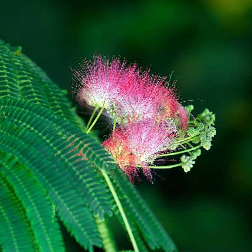 Albizia julibrissin (zaad) - Perzische slaapboom (Bloei)