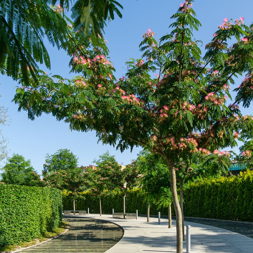 Albizia julibrissin (zaad) - Perzische slaapboom (Groeiplaats)