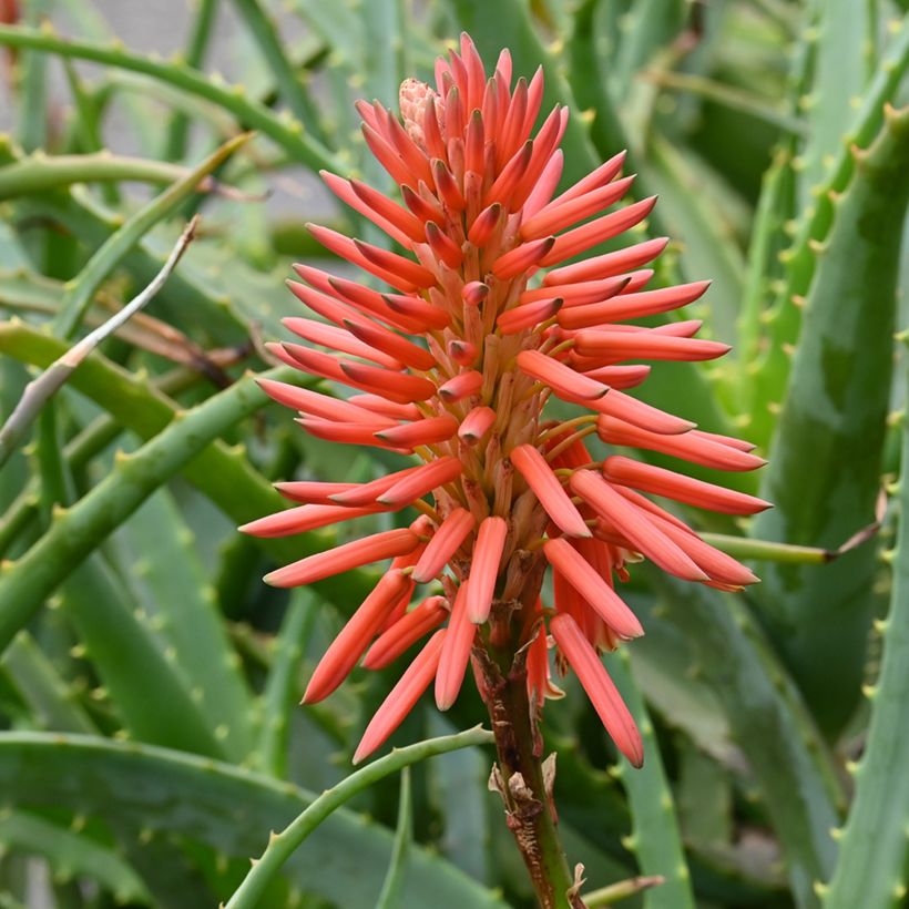 Aloe arborescens (zaad) (Bloei)