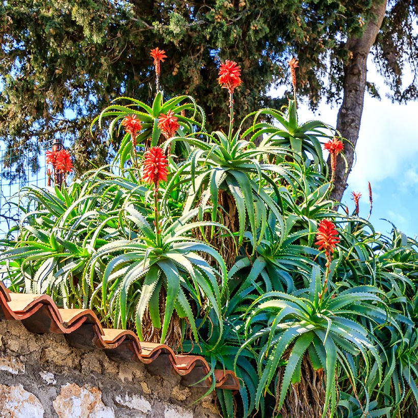 Aloe arborescens (zaad) (Groeiplaats)