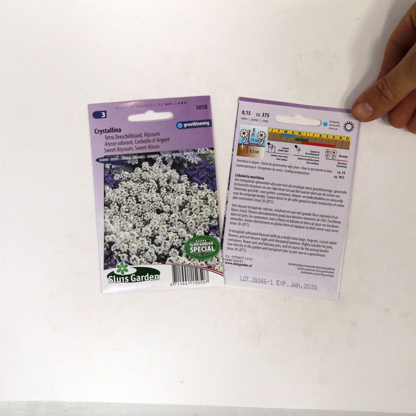 Voorbeeld van een exemplaar van Lobularia maritima Crystallina (zaad) - Zilverschildzaad het zakje met 375 zaden zoals geleverd