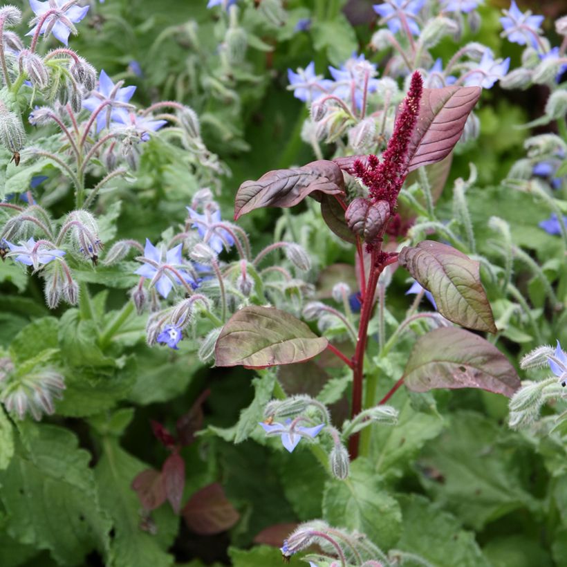 Amaranthus Velvet Curtains (zaad) - Amarant (Bloei)