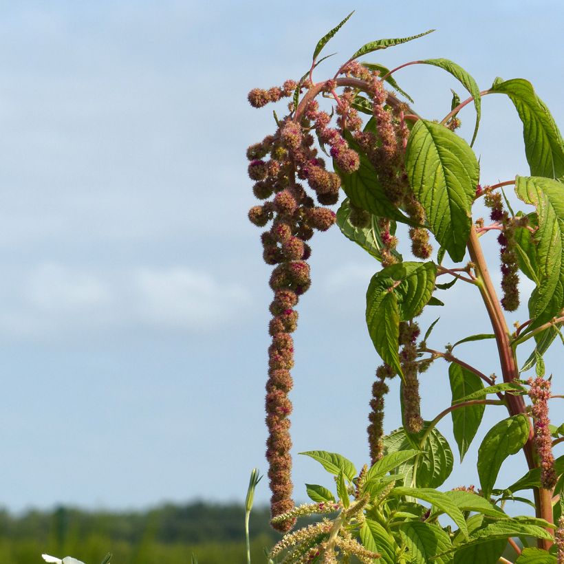 Amaranthus Mira (zaad) - Kattenstaartamarant (Bloei)