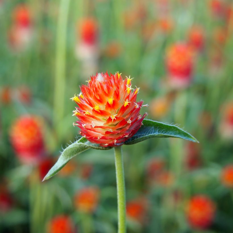 Gomphrena haageana Strawberry Fields (zaad) - Kogelamarant (Bloei)