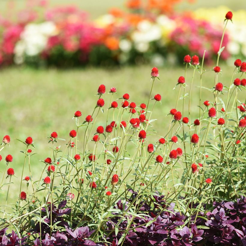 Gomphrena haageana Strawberry Fields (zaad) - Kogelamarant (Groeiplaats)