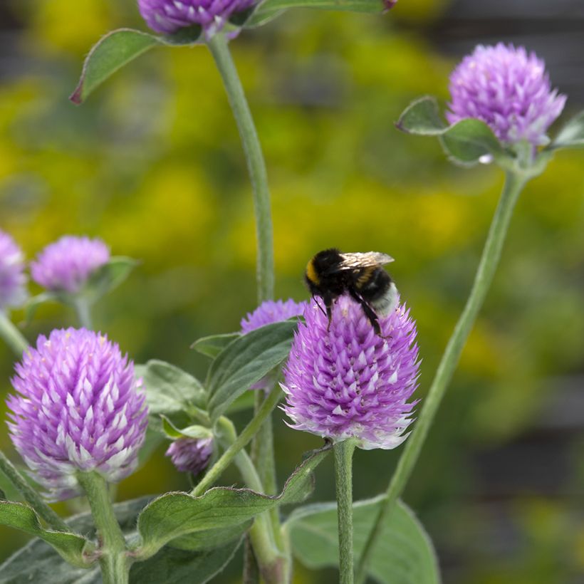 Gomphrena globosa Lavender Lady (zaad) - Kogelamarant (Bloei)