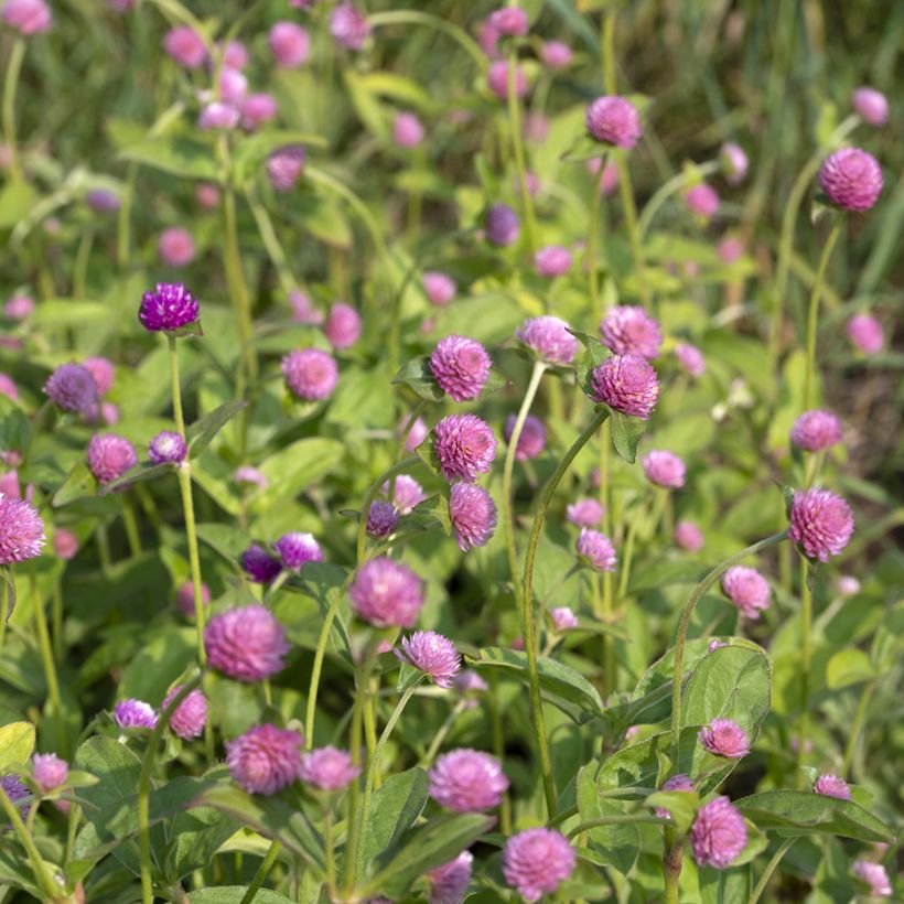 Gomphrena globosa Salmon Pastel (zaad) - Kogelamarant (Bloei)
