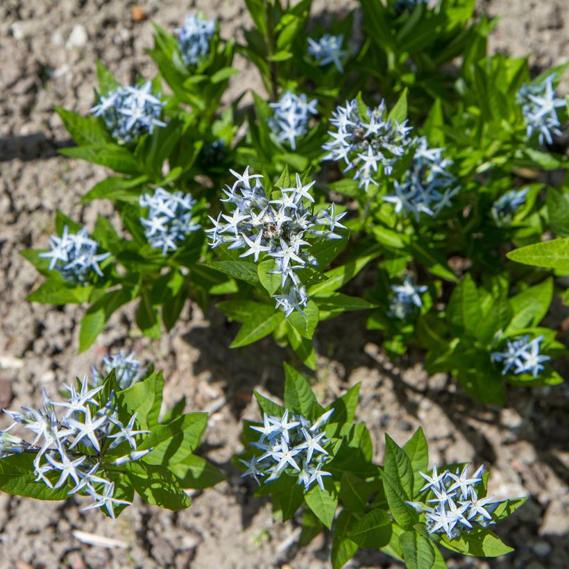 Amsonia tabernaemontana (zaad) - Blauwe ster (Groeiplaats)