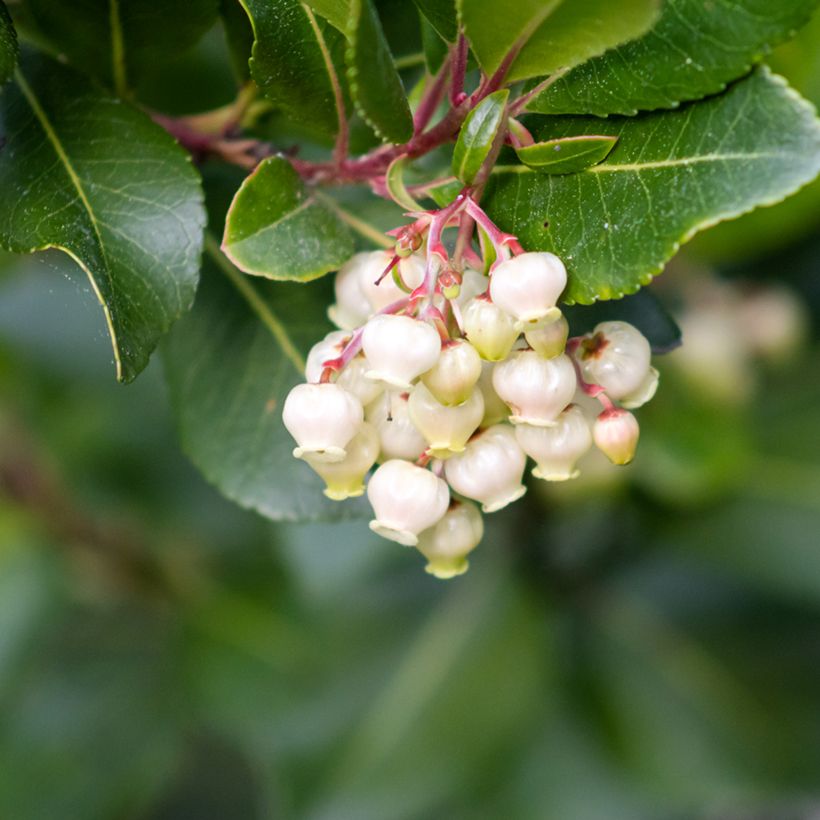 Arbutus unedo (zaad) - Aardbeiboom (Bloei)