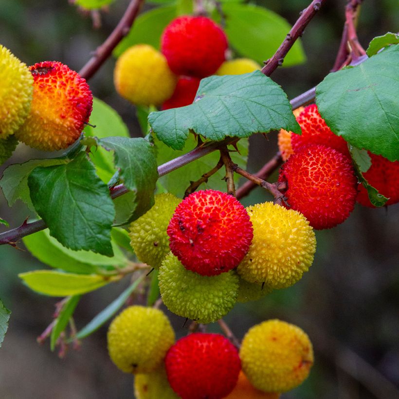 Arbutus unedo (zaad) - Aardbeiboom (Oogst)